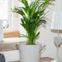Areca
